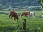 Cows Cows